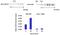 DNA-directed RNA polymerases I and III subunit RPAC2 antibody, PA5-30575, Invitrogen Antibodies, Chromatin Immunoprecipitation image 