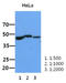 Bone Morphogenetic Protein 2 antibody, LS-B9671, Lifespan Biosciences, Western Blot image 