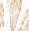 CF Transmembrane Conductance Regulator antibody, NBP2-41265, Novus Biologicals, Immunohistochemistry frozen image 