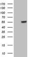 Gamma-Aminobutyric Acid Type A Receptor Alpha5 Subunit antibody, LS-C340023, Lifespan Biosciences, Western Blot image 