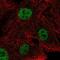 Nei Like DNA Glycosylase 2 antibody, NBP2-68948, Novus Biologicals, Immunofluorescence image 