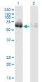 Zinc Finger Protein 35 antibody, LS-C198463, Lifespan Biosciences, Western Blot image 