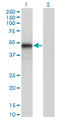 GATA Binding Protein 3 antibody, LS-C197277, Lifespan Biosciences, Western Blot image 