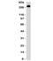 CD45RB antibody, 33-886, ProSci, Western Blot image 