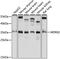 WD Repeat Domain 82 antibody, 16-087, ProSci, Western Blot image 