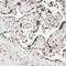 Nuclear Respiratory Factor 1 antibody, NBP1-89125, Novus Biologicals, Immunohistochemistry paraffin image 