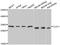 Chloride Intracellular Channel 1 antibody, LS-C335661, Lifespan Biosciences, Western Blot image 