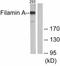 FLNA antibody, ab51217, Abcam, Western Blot image 