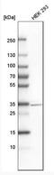 Distal-Less Homeobox 1 antibody, NBP1-91837, Novus Biologicals, Western Blot image 