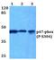 Neutrophil Cytosolic Factor 1 antibody, PA5-36773, Invitrogen Antibodies, Western Blot image 