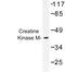 Creatine Kinase, M-Type antibody, LS-B9333, Lifespan Biosciences, Western Blot image 