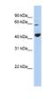 Transcription Factor Binding To IGHM Enhancer 3 antibody, orb329727, Biorbyt, Western Blot image 