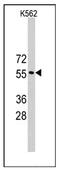 Tripartite Motif Containing 69 antibody, AP12251PU-N, Origene, Western Blot image 