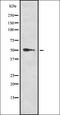 Retinoid X Receptor Alpha antibody, orb337287, Biorbyt, Western Blot image 