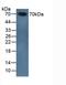 Serpin Family A Member 10 antibody, LS-C693367, Lifespan Biosciences, Western Blot image 