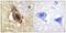 Small RNA Binding Exonuclease Protection Factor La antibody, PA5-38816, Invitrogen Antibodies, Immunohistochemistry paraffin image 