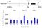 GATA Binding Protein 3 antibody, PA5-20892, Invitrogen Antibodies, Chromatin Immunoprecipitation image 