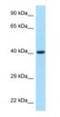 Fucosyltransferase 3 (Lewis Blood Group) antibody, NBP1-98489, Novus Biologicals, Western Blot image 