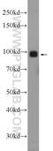 Threonine--tRNA ligase antibody, 24635-1-AP, Proteintech Group, Western Blot image 