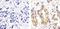 Protein Kinase C Delta antibody, GTX25658, GeneTex, Immunohistochemistry paraffin image 
