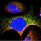 Sarcolemma Associated Protein antibody, NBP1-81397, Novus Biologicals, Immunofluorescence image 
