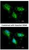 Fumarate Hydratase antibody, NBP1-32893, Novus Biologicals, Immunofluorescence image 