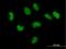 Copper homeostasis protein cutC homolog antibody, H00051076-B01P, Novus Biologicals, Immunocytochemistry image 