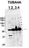 Tubulin Alpha 4a antibody, TA345670, Origene, Western Blot image 