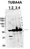 Tubulin Alpha 4a antibody, TA345670, Origene, Western Blot image 