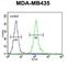 Olfactory Receptor Family 2 Subfamily L Member 13 antibody, abx026186, Abbexa, Western Blot image 