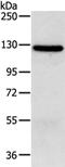 MORC family CW-type zinc finger protein 2 antibody, PA5-51172, Invitrogen Antibodies, Western Blot image 