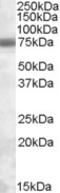 EXOSC9 antibody, EB08993, Everest Biotech, Western Blot image 