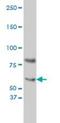 Cryptochrome Circadian Regulator 1 antibody, orb94633, Biorbyt, Western Blot image 