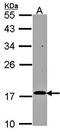 Regulator Of G Protein Signaling 17 antibody, orb73627, Biorbyt, Western Blot image 