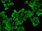 Peroxiredoxin 2 antibody, LS-B14874, Lifespan Biosciences, Immunofluorescence image 