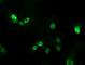 ALX Homeobox 4 antibody, NBP2-45490, Novus Biologicals, Immunofluorescence image 