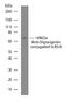 Digoxigenin antibody, 700772, Invitrogen Antibodies, Western Blot image 