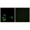 Acyl-CoA Thioesterase 8 antibody, A09392, Boster Biological Technology, Immunofluorescence image 