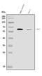 T-Box 4 antibody, A06607-1, Boster Biological Technology, Western Blot image 