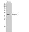 Retinal Pigment Epithelium-Derived Rhodopsin Homolog antibody, STJ95033, St John