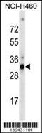 Olfactory Receptor Family 9 Subfamily G Member 4 antibody, 58-443, ProSci, Western Blot image 