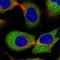 GluRS antibody, HPA030052, Atlas Antibodies, Immunofluorescence image 