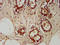 Trafficking Protein Particle Complex 6A antibody, LS-C673141, Lifespan Biosciences, Immunohistochemistry paraffin image 