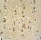 Biorientation Of Chromosomes In Cell Division 1 antibody, LS-C166004, Lifespan Biosciences, Immunohistochemistry frozen image 