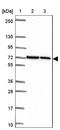 Polo Like Kinase 3 antibody, NBP2-32530, Novus Biologicals, Western Blot image 