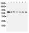 Coactivator Associated Arginine Methyltransferase 1 antibody, PA5-78913, Invitrogen Antibodies, Western Blot image 