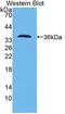 PCNT antibody, abx131231, Abbexa, Western Blot image 