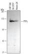 Protein Tyrosine Phosphatase Receptor Type G antibody, MAB4608, R&D Systems, Western Blot image 