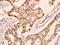 NADH:Ubiquinone Oxidoreductase Core Subunit V2 antibody, A05801-1, Boster Biological Technology, Immunohistochemistry frozen image 