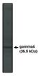Calcium Voltage-Gated Channel Auxiliary Subunit Gamma 4 antibody, MBS395782, MyBioSource, Western Blot image 